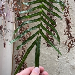 Pteris vittata (Chinese Brake, Ladder Brake) at Sydney, NSW by Tapirlord