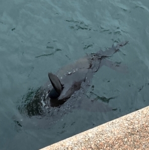 Arctocephalus pusillus at Sydney, NSW - 24 Nov 2023