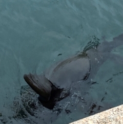 Arctocephalus pusillus at Sydney, NSW - 24 Nov 2023