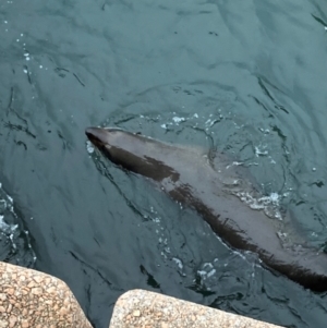 Arctocephalus pusillus at Sydney, NSW - 24 Nov 2023