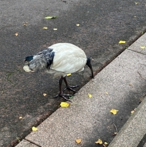 Threskiornis molucca at Sydney, NSW - 24 Nov 2023