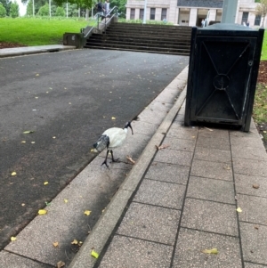 Threskiornis molucca at Sydney, NSW - 24 Nov 2023 02:43 PM