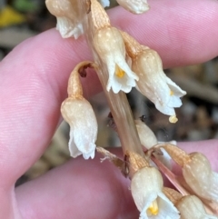 Gastrodia procera (Tall Potato Orchid) at ANBG - 23 Nov 2023 by Tapirlord