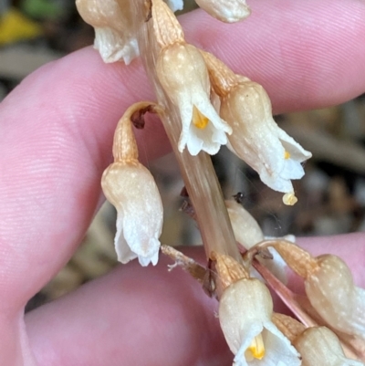 Gastrodia procera (Tall Potato Orchid) at ANBG - 22 Nov 2023 by Tapirlord