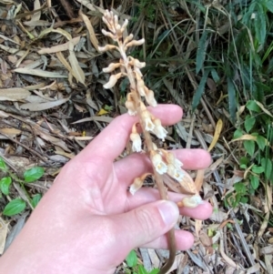 Gastrodia procera at ANBG - suppressed