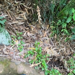 Gastrodia procera at ANBG - suppressed