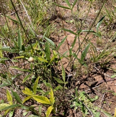 Cullen microcephalum (Dusky Scurf-pea) at Jarramlee-West MacGregor Grasslands - 30 Dec 2023 by NickiTaws