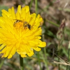 Lasioglossum (Chilalictus) sp. (genus & subgenus) (Halictid bee) at Dunlop, ACT - 30 Dec 2023 by NickiTaws