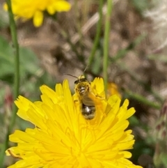 Lasioglossum (Chilalictus) sp. (genus & subgenus) at Jarramlee North (JRN) - 30 Dec 2023