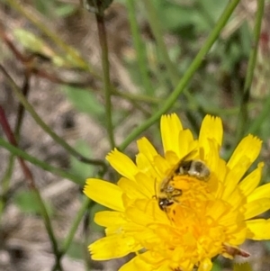 Lasioglossum (Chilalictus) sp. (genus & subgenus) at Jarramlee North (JRN) - 30 Dec 2023