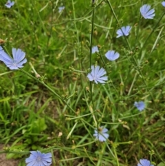 Cichorium intybus at McKellar, ACT - 31 Dec 2023 10:12 AM