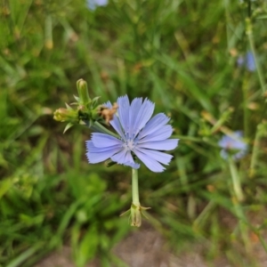 Cichorium intybus at McKellar, ACT - 31 Dec 2023 10:12 AM