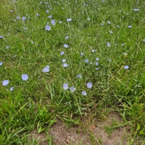 Cichorium intybus at McKellar, ACT - 31 Dec 2023