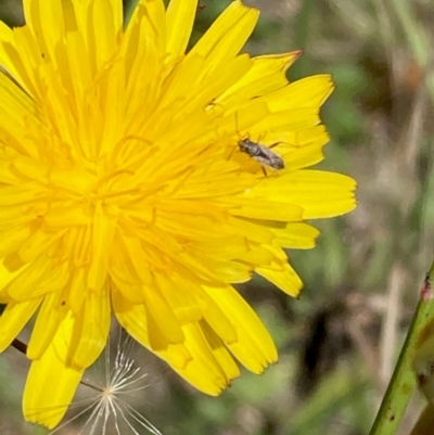 Nysius vinitor (Rutherglen bug) at Jarramlee-West MacGregor Grasslands - 30 Dec 2023 by NickiTaws