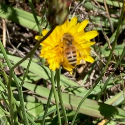 Apis mellifera (European honey bee) at Jarramlee North (JRN) - 30 Dec 2023 by NickiTaws