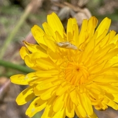 Acrididae sp. (family) at Jarramlee North (JRN) - 30 Dec 2023