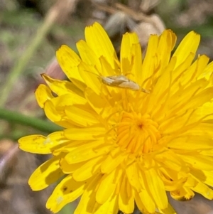 Acrididae sp. (family) at Jarramlee North (JRN) - 30 Dec 2023