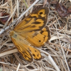 Heteronympha merope (Common Brown Butterfly) at Lyons, ACT - 30 Dec 2023 by ran452