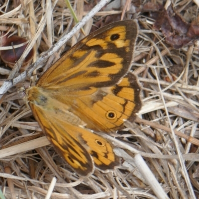 Heteronympha merope (Common Brown Butterfly) at Lyons, ACT - 30 Dec 2023 by ran452