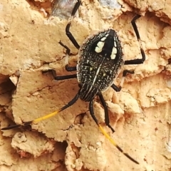 Poecilometis strigatus (Gum Tree Shield Bug) at Wanniassa, ACT - 31 Dec 2023 by JohnBundock