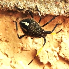 Poecilometis strigatus at Wanniassa, ACT - 31 Dec 2023 02:57 PM