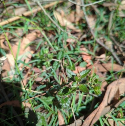 Veronica calycina (Hairy Speedwell) at Micalong Gorge - 28 Dec 2023 by Wildlifewarrior80