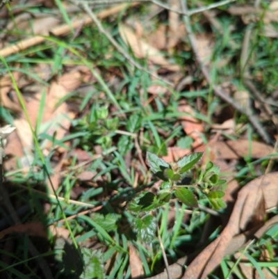 Veronica calycina (Hairy Speedwell) at Micalong Gorge - 27 Dec 2023 by brettguy80