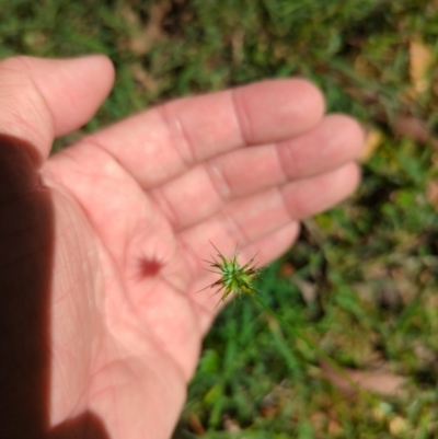 Echinopogon ovatus (Forest Hedgehog Grass) at Bondo State Forest - 27 Dec 2023 by brettguy80