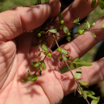 Coprosma quadrifida (Prickly Currant Bush, Native Currant) at Bondo State Forest - 27 Dec 2023 by brettguy80