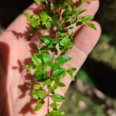 Coprosma quadrifida at Micalong Gorge - 28 Dec 2023