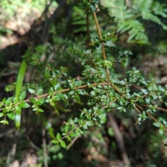 Coprosma quadrifida (Prickly Currant Bush, Native Currant) at Micalong Gorge - 27 Dec 2023 by brettguy80