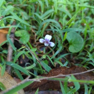 Viola hederacea at Micalong Gorge - 28 Dec 2023