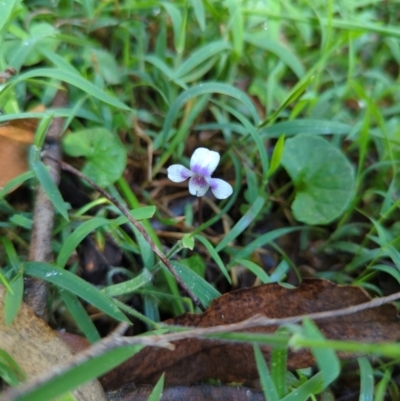 Viola hederacea (Ivy-leaved Violet) at Wee Jasper, NSW - 27 Dec 2023 by brettguy80