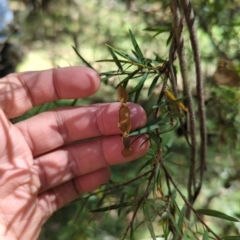 Acacia siculiformis (Dagger Wattle) at Micalong Gorge - 27 Dec 2023 by brettguy80
