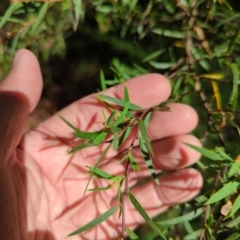 Acacia siculiformis at Micalong Gorge - 28 Dec 2023
