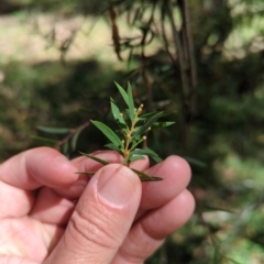 Acacia siculiformis at Micalong Gorge - 28 Dec 2023