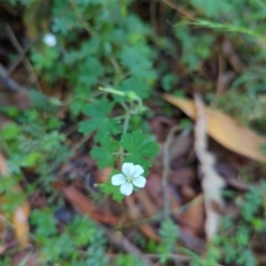 Geranium potentilloides var. potentilloides (Downy Geranium) at Micalong Gorge - 27 Dec 2023 by brettguy80