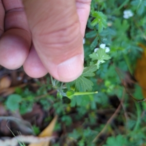 Geranium potentilloides var. potentilloides at Micalong Gorge - 28 Dec 2023