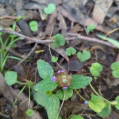 Prunella vulgaris (Self-heal, Heal All) at Wee Jasper, NSW - 27 Dec 2023 by brettguy80