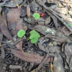 Dichondra repens (Kidney Weed) at Bondo State Forest - 27 Dec 2023 by brettguy80