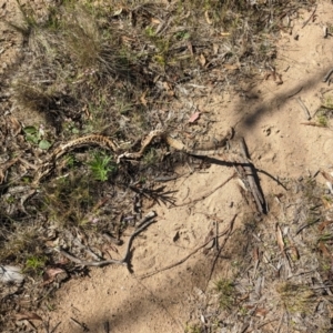 Varanus rosenbergi at Namadgi National Park - 30 Dec 2023