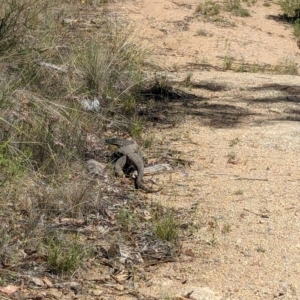 Varanus rosenbergi at Namadgi National Park - 30 Dec 2023