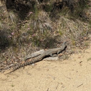 Varanus rosenbergi at Namadgi National Park - 30 Dec 2023