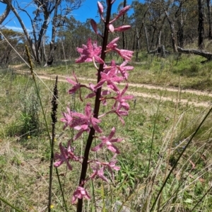 Dipodium punctatum at Namadgi National Park - suppressed