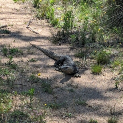 Varanus rosenbergi (Heath or Rosenberg's Monitor) at Namadgi National Park - 30 Dec 2023 by RobynHall