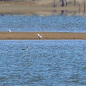 Podiceps cristatus at Albury - 30 Dec 2023 08:13 AM