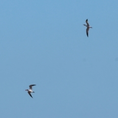 Hydroprogne caspia (Caspian Tern) at Albury - 29 Dec 2023 by KylieWaldon