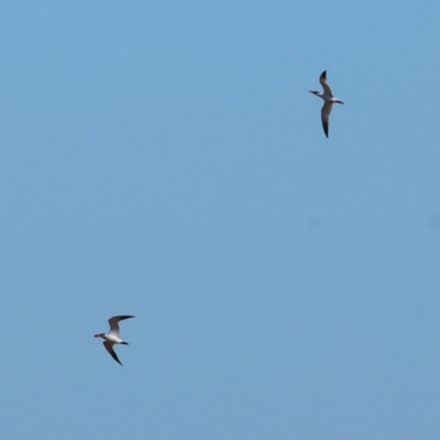 Hydroprogne caspia (Caspian Tern) at Albury - 29 Dec 2023 by KylieWaldon