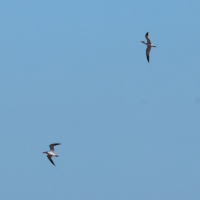 Hydroprogne caspia (Caspian Tern) at Table Top, NSW - 30 Dec 2023 by KylieWaldon