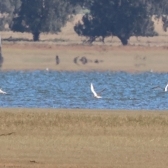 Hydroprogne caspia at Table Top, NSW - 30 Dec 2023